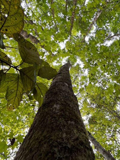 boom in de achtertuin van mijn psychologenpraktijk in Utrecht Oost